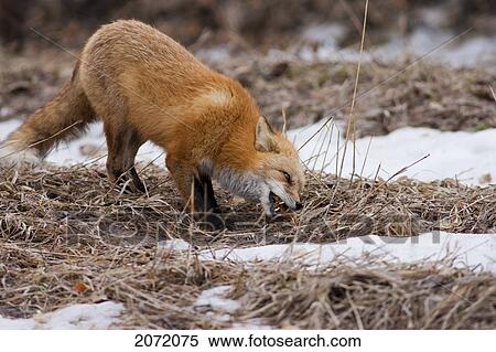 Red Fox Eating In Winter, Wheat Ridge, Colorado View Large Photo Image Stock Photography - Red Fox Eating In Winter, Wheat Ridge, Colorado. Fotosearch