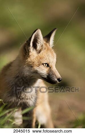 Stock Photography - Red Fox Kit. Fotosearch