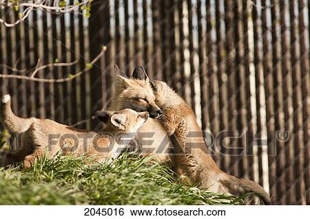 Red Fox Kits View Large Photo Image Stock Photograph - Red Fox Kits. Fotosearch