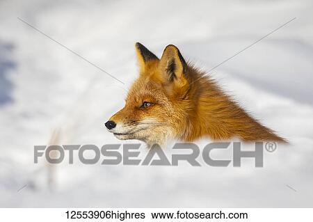 Red fox (Vulpes vulpes) alert in the snow; Alaska, United States of America View Large Photo Image Stock Photograph - Red fox (Vulpes vulpes) alert in the snow; Alaska, United States of America. Fotosearch