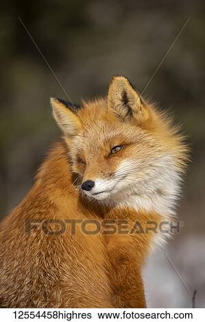 Stock Photograph - Red fox (Vulpes vulpes) looking back. Fox family was often seen here near Campbell Creek and traveling on the city bike trail; Alaska, United States of America. Fotosearch
