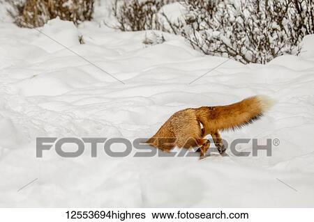 Red fox (Vulpes vulpes) prowls the Campbell Creek area in winter looking for rodents and other food. Fox is shown entering a hole here that may be a future den, South-central Alaska; Anchorage, Alaska, United States of America View Large Photo Image Stock Photograph - Red fox (Vulpes vulpes) prowls the Campbell Creek area in winter looking for rodents and other food. Fox is shown entering a hole here that may be a future den, South-central Alaska; Anchorage, Alaska, United States of America. Fotosearch