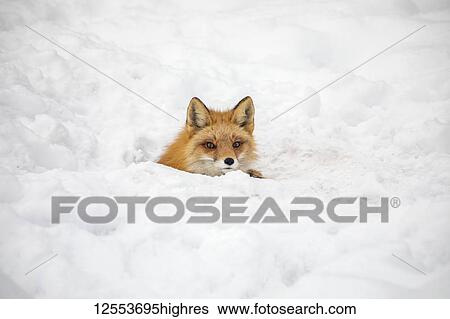 Red fox (Vulpes vulpes) prowls the Campbell Creek area in winter looking for rodents and other food. Fox is shown looking out from a hole that may be a future den, South-central Alaska; Anchorage, Alaska, United States of America View Large Photo Image Stock Photograph - Red fox (Vulpes vulpes) prowls the Campbell Creek area in winter looking for rodents and other food. Fox is shown looking out from a hole that may be a future den, South-central Alaska; Anchorage, Alaska, United States of America. Fotosearch