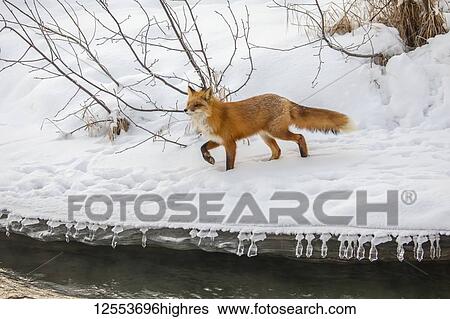 Red fox (Vulpes vulpes) prowls the Campbell Creek area in winter looking for rodents and other food, South-central Alaska; Anchorage, Alaska, United States of America View Large Photo Image Stock Photograph - Red fox (Vulpes vulpes) prowls the Campbell Creek area in winter looking for rodents and other food, South-central Alaska; Anchorage, Alaska, United States of America. Fotosearch