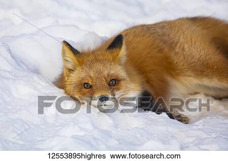 Stock Photograph - Red fox (Vulpes vulpes) resting in the snow; Alaska, United States of America. Fotosearch