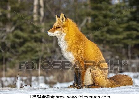 Stock Photograph - Red fox (Vulpes vulpes) sitting in the snow. Fox family was often seen here near Campbell Creek and traveling on the city bike trail; Alaska, United States of America. Fotosearch