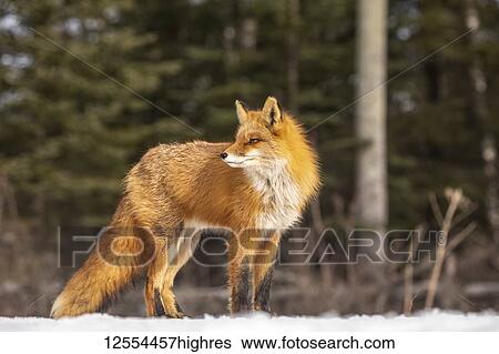 Stock Photograph - Red fox (Vulpes vulpes) standing in the snow. Fox family was often seen here near Campbell Creek and traveling on the city bike trail; Alaska, United States of America. Fotosearch