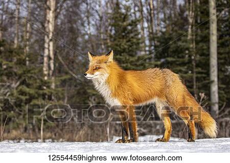 Stock Photograph - Red fox (Vulpes vulpes) standing in the snow. Fox family was often seen here near Campbell Creek and traveling on the city bike trail; Alaska, United States of America. Fotosearch