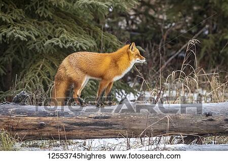 Stock Photograph - Red fox (Vulpes vulpes) standing on a log and watching another fox approaching, South-central Alaska; Alaska, United States of America. Fotosearch