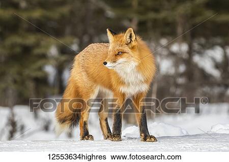 Red fox (Vulpes vulpes) standing on snow in the Campbell Creek area in winter looking for rodents and other food, South-central Alaska; Anchorage, Alaska, United States of America View Large Photo Image Stock Photograph - Red fox (Vulpes vulpes) standing on snow in the Campbell Creek area in winter looking for rodents and other food, South-central Alaska; Anchorage, Alaska, United States of America. Fotosearch