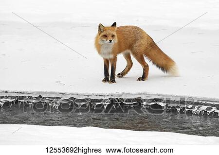 Red fox (Vulpes vulpes) standing on snow in the Campbell Creek area in winter looking for rodents and other food, South-central Alaska; Anchorage, Alaska, United States of America View Large Photo Image Stock Photograph - Red fox (Vulpes vulpes) standing on snow in the Campbell Creek area in winter looking for rodents and other food, South-central Alaska; Anchorage, Alaska, United States of America. Fotosearch