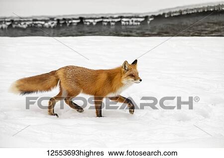Red fox (Vulpes vulpes) standing on snow in the Campbell Creek area in winter looking for rodents and other food, South-central Alaska; Anchorage, Alaska, United States of America View Large Photo Image Stock Photograph - Red fox (Vulpes vulpes) standing on snow in the Campbell Creek area in winter looking for rodents and other food, South-central Alaska; Anchorage, Alaska, United States of America. Fotosearch