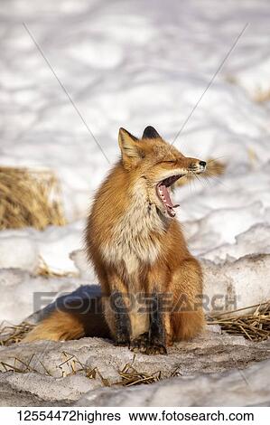 Red fox (Vulpes Vulpes) yawning as it sits in the snow. Fox family was often seen here near Campbell Creek and traveling on the city bike trail; Anchorage, Alaska, United States of America View Large Photo Image Stock Photograph - Red fox (Vulpes Vulpes) yawning as it sits in the snow. Fox family was often seen here near Campbell Creek and traveling on the city bike trail; Anchorage, Alaska, United States of America. Fotosearch