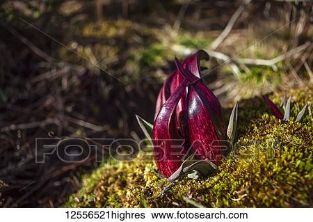Stock Photograph - Red Hooded Skunk cabbage (Symplocarpus foetidus) in spruge bog, Digby Neck; Nova Scotia, Canada. Fotosearch