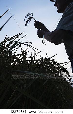 Stock Image - Rice at harvest stage, seen as grower (or crop consultant) checks crop condition at sunrise; England, Arkansas, United States of America. Fotosearch