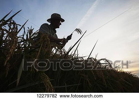 Stock Image - Rice at harvest stage, seen as grower (or crop consultant) checks crop condition at sunrise; England, Arkansas, United States of America. Fotosearch