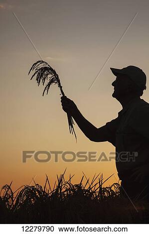 Stock Image - Rice at harvest stage, seen as grower (or crop consultant) checks crop condition at sunrise; England, Arkansas, United States of America. Fotosearch