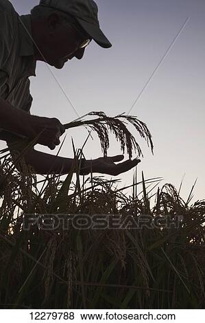 Rice at harvest stage, seen as grower (or crop consultant) checks crop condition at sunrise; England, Arkansas, United States of America View Large Photo Image Stock Photo - Rice at harvest stage, seen as grower (or crop consultant) checks crop condition at sunrise; England, Arkansas, United States of America. Fotosearch