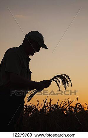 Stock Photo - Rice at harvest stage, seen as grower (or crop consultant) checks crop condition at sunrise; England, Arkansas, United States of America. Fotosearch