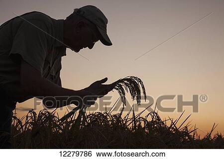 Rice at harvest stage, seen as grower (or crop consultant) checks crop condition at sunrise; England, Arkansas, United States of America View Large Photo Image Stock Photograph - Rice at harvest stage, seen as grower (or crop consultant) checks crop condition at sunrise; England, Arkansas, United States of America. Fotosearch