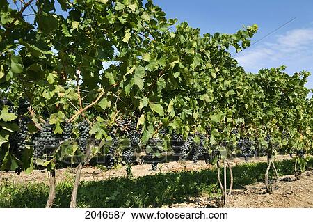 Stock Photo - Ripe Grapes On Vines, Niagara Wine Region, Near Beamsville, Ontario. Fotosearch
