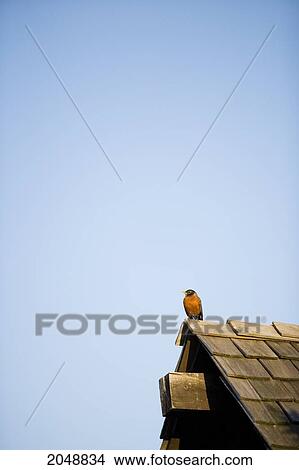 Robin Perched On A Bird House, Grafton, Ontario View Large Photo Image Picture - Robin Perched On A Bird House, Grafton, Ontario. Fotosearch