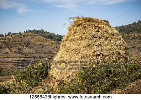 Rocky outcrop covered with straw and a ladder leaning against it; Addis Zemen, Amhara Region, Ethiopia View Large Photo Image Stock Photograph - Rocky outcrop covered with straw and a ladder leaning against it; Addis Zemen, Amhara Region, Ethiopia. Fotosearch
