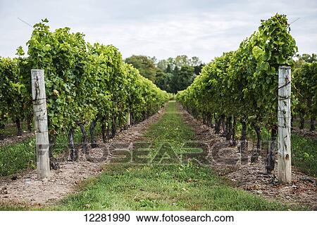 Rows of grapevine at a vineyard near Niagara-on-the-Lake; Ontario, Canada View Large Photo Image Stock Image - Rows of grapevine at a vineyard near Niagara-on-the-Lake; Ontario, Canada. Fotosearch