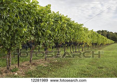 Rows of grapevine at a vineyard near Niagara-on-the-Lake; Ontario, Canada View Large Photo Image Stock Photo - Rows of grapevine at a vineyard near Niagara-on-the-Lake; Ontario, Canada. Fotosearch