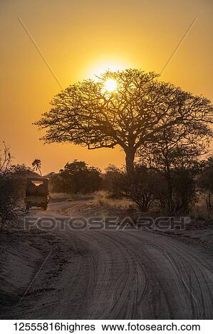Safari vehicle drives toward the rising sun shining through the branches of a leafless tree in Katavi National Park; Tanzania View Large Photo Image Stock Photograph - Safari vehicle drives toward the rising sun shining through the branches of a leafless tree in Katavi National Park; Tanzania. Fotosearch