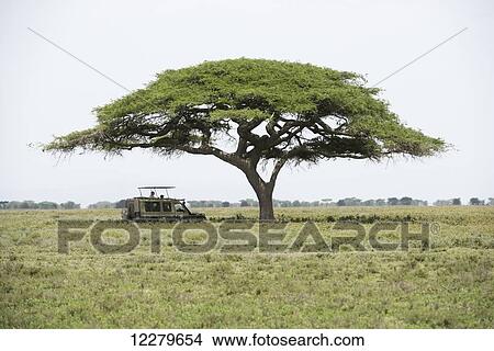 Picture - Safari vehicle pauses in shade of spreading acacia tree on Serengeti Plain; Tanzania. Fotosearch