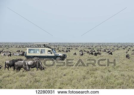 Stock Image - Safari vehicle surrounded by wildebeest and zebras on the Serengeti Plains; Tanzania. Fotosearch