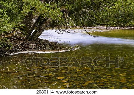 Sainte-Anne River In Gaspesie National Park; Quebec, Canada View Large Photo Image Picture - Sainte-Anne River In Gaspesie National Park; Quebec, Canada. Fotosearch