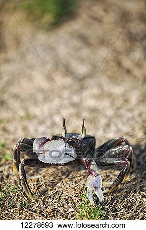 Sand crab chilling on the beach; Lydgate, Kauai, Hawaii, United States of America View Large Photo Image Stock Image - Sand crab chilling on the beach; Lydgate, Kauai, Hawaii, United States of America. Fotosearch