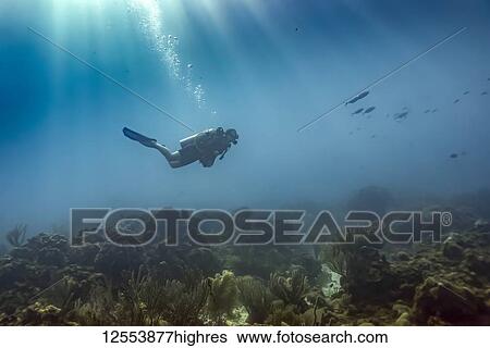Stock Photograph - Scuba diver underwater at the dive site Cemetery Wall, South side of Roatan Island; Bay Islands Department, Honduras. Fotosearch