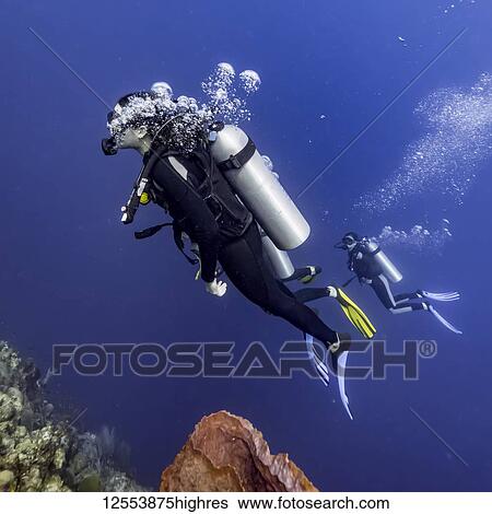 Scuba divers in Roatan Marine Park, West End Wall dive site; Roatan, Honduras View Large Photo Image Stock Photograph - Scuba divers in Roatan Marine Park, West End Wall dive site; Roatan, Honduras. Fotosearch