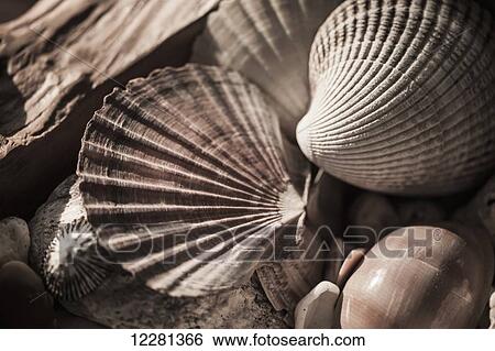Stock Photograph - Seashells; New Zealand. Fotosearch