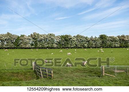 Stock Photograph - Sheep grazing in a lush pasture; Gore, South Island, New Zealand. Fotosearch