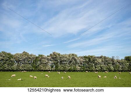 Stock Photograph - Sheep grazing in a lush pasture; Gore, South Island, New Zealand. Fotosearch
