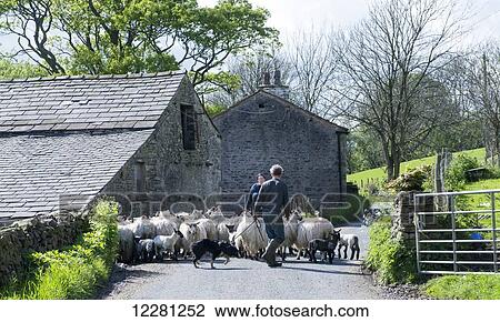 Shepherd driving sheep down a rural road; Dent, Cumbria, England View Large Photo Image Stock Image - Shepherd driving sheep down a rural road; Dent, Cumbria, England. Fotosearch