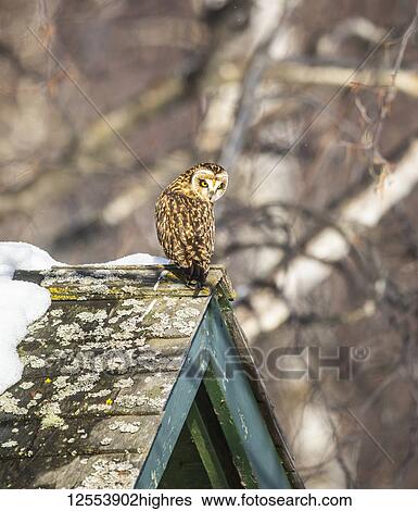 Short-eared owl (Asio flammeus) perched on a roof's peak; Alaska, United States of America View Large Photo Image Stock Photograph - Short-eared owl (Asio flammeus) perched on a roof's peak; Alaska, United States of America. Fotosearch