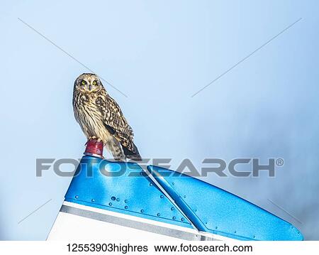 Stock Photograph - Short-Eared Owl (Asio flammeus) perched on a small airplane; Alaska, United States of America. Fotosearch