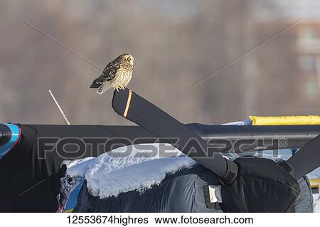 Short-eared owl (Asio flammeus) sits on an airplane's covered propeller at Lake Hood, South-central Alaska; Anchorage, Alaska, United States of America View Large Photo Image Stock Photograph - Short-eared owl (Asio flammeus) sits on an airplane's covered propeller at Lake Hood, South-central Alaska; Anchorage, Alaska, United States of America. Fotosearch