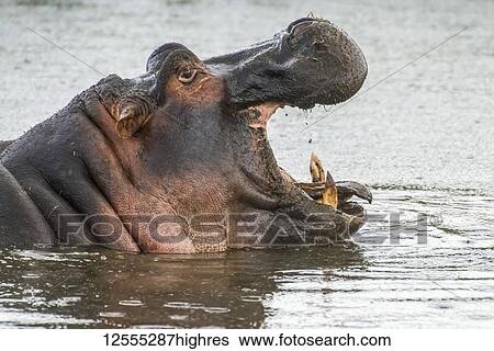 Side-view head shot of yawning Hippopotamus (Hippopotamus amphibius) in Ngorongoro Conservation Area; Tanzania View Large Photo Image Stock Photograph - Side-view head shot of yawning Hippopotamus (Hippopotamus amphibius) in Ngorongoro Conservation Area; Tanzania. Fotosearch