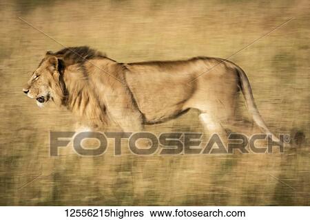 Slow pan of male lion (Panthera leo) walking left, Serengeti, Tanzania View Large Photo Image Stock Photograph - Slow pan of male lion (Panthera leo) walking left, Serengeti, Tanzania. Fotosearch