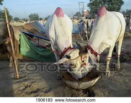 Sonepur Mela. Bihar, India. View Large Photo Image Stock Image - Sonepur Mela. Bihar, India.. Fotosearch