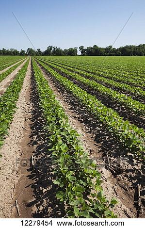 Picture - Soybeans at second and third trifoliate stage; England, Arkansas, United States of America. Fotosearch