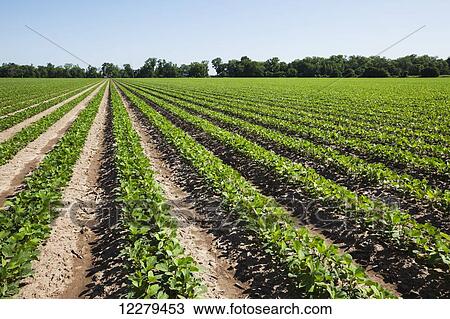 Soybeans at second and third trifoliate stage; England, Arkansas, United States of America View Large Photo Image Stock Image - Soybeans at second and third trifoliate stage; England, Arkansas, United States of America. Fotosearch