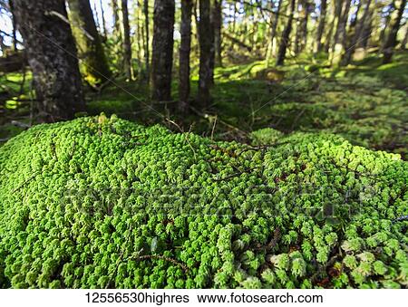 Spagnum Moss (Syn. Sphagnum cymbifolium) in coastal forest; Nova Scotia, Canada View Large Photo Image Stock Photograph - Spagnum Moss (Syn. Sphagnum cymbifolium) in coastal forest; Nova Scotia, Canada. Fotosearch