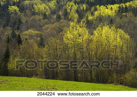 Spring Aspens At Leamington, Nova Scotia View Large Photo Image Picture - Spring Aspens At Leamington, Nova Scotia. Fotosearch